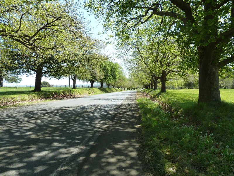 Avenue of Honour - Woodend - Victoria (AU) © Treenet